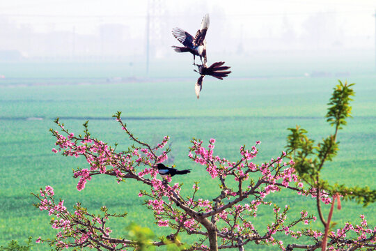 桃花节风景