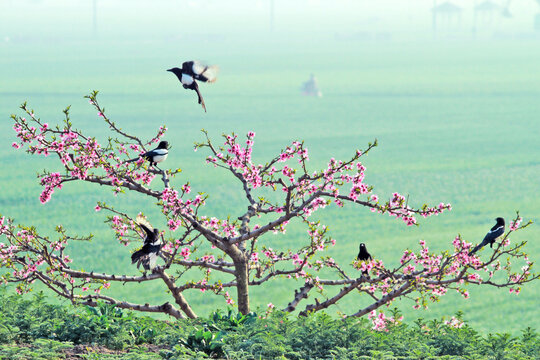 桃花节风景