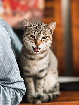 狸花猫