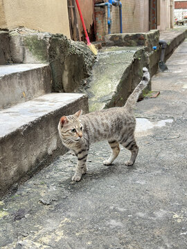 中华田园猫