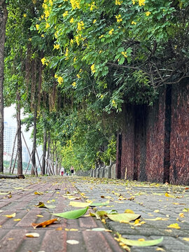 秋天的街道