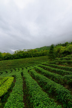 高山茶田