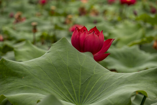 重瓣荷花