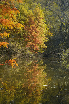 湖畔水杉树秋色