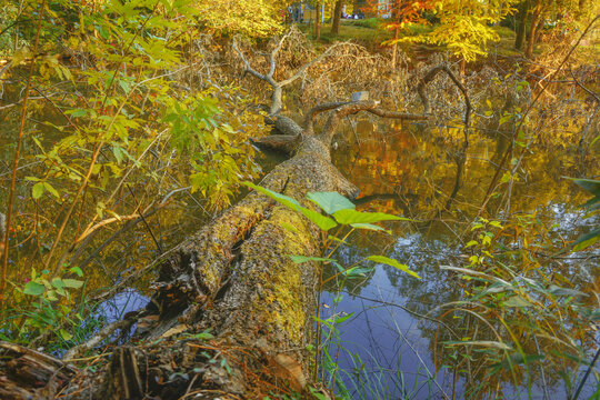 湖中倾倒的大树