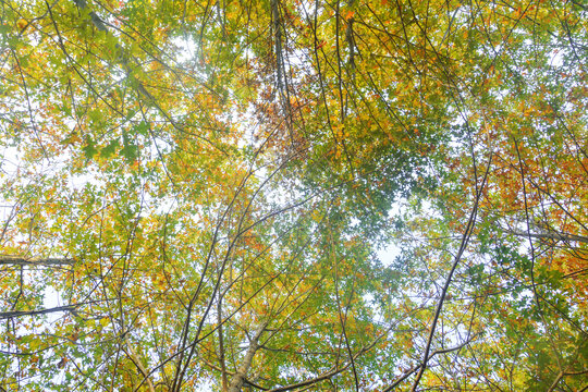 秋天栎树树林