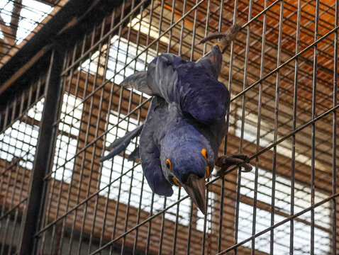 紫蓝金刚鹦鹉
