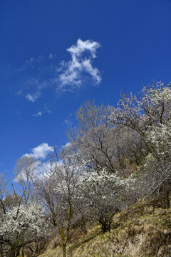 野李花