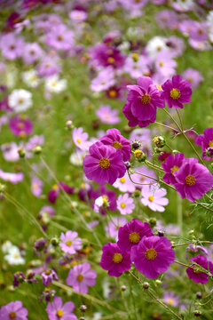 格桑花