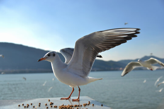 海鸥