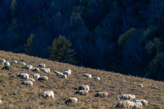 山坡羊群