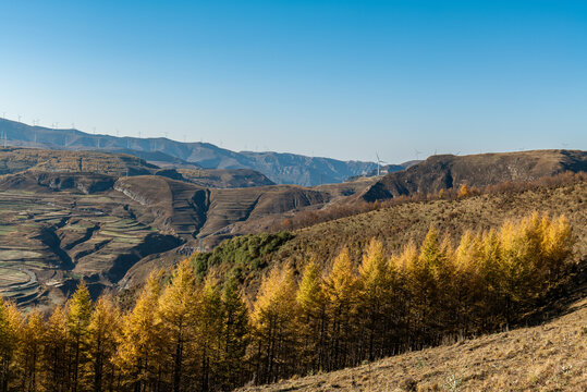 冬日山林