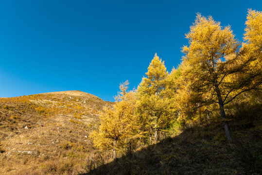 小天山黄叶