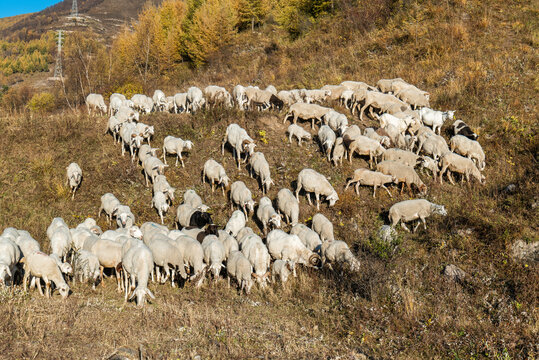 冬季羊群