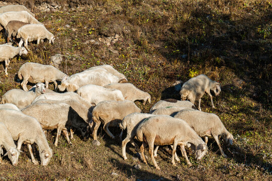 山林中的羊群