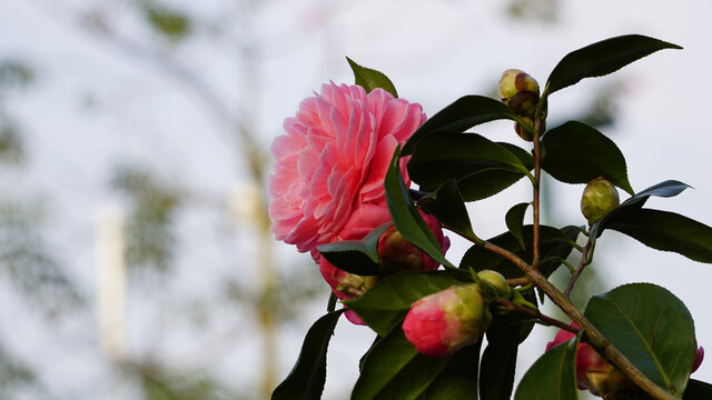 茶花