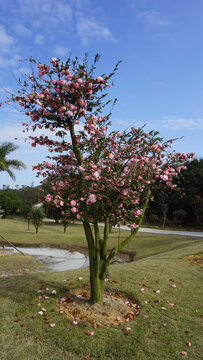 茶花