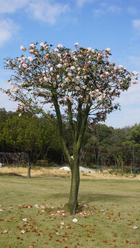 茶花