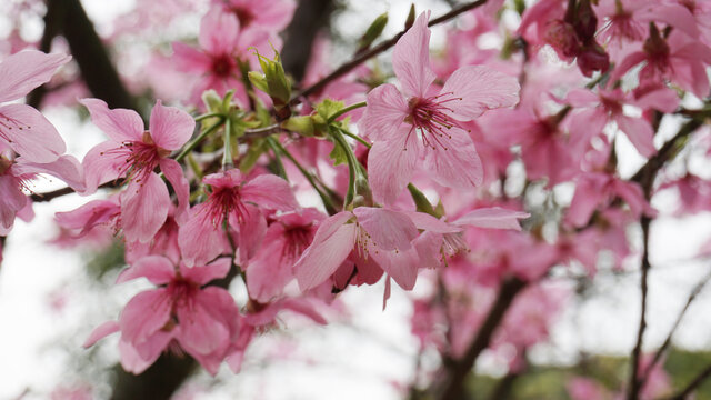 樱花