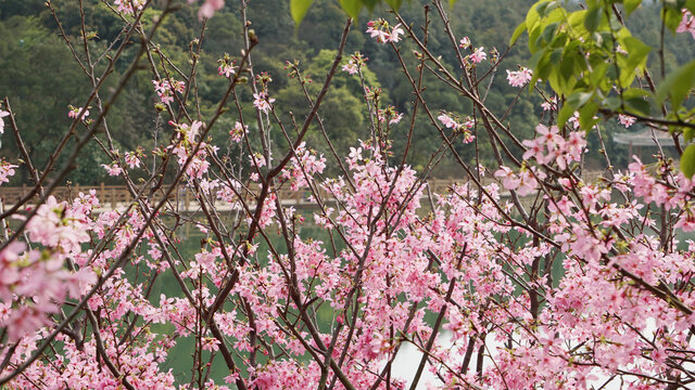 樱花