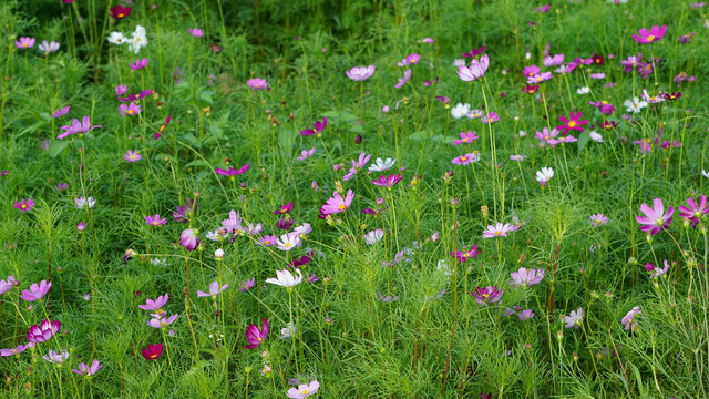 格桑花