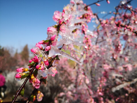 冰中桃花