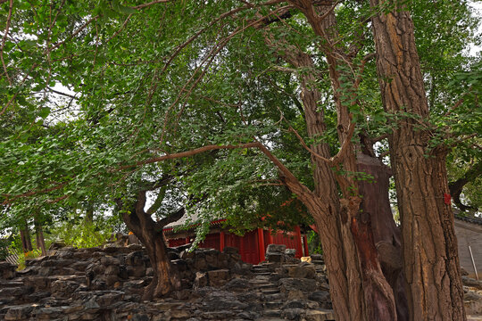 北京万寿寺银杏树