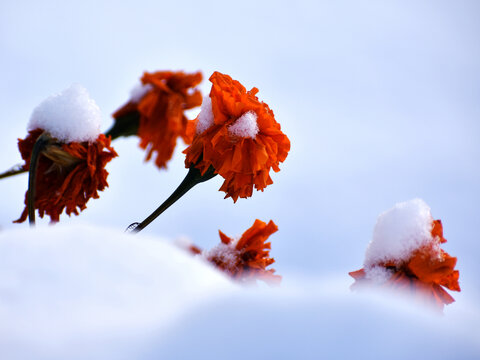 雪地上的花
