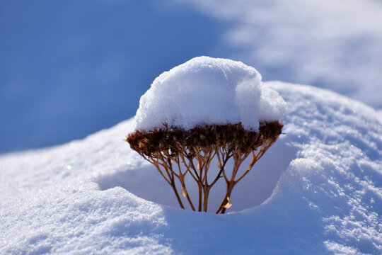 大雪