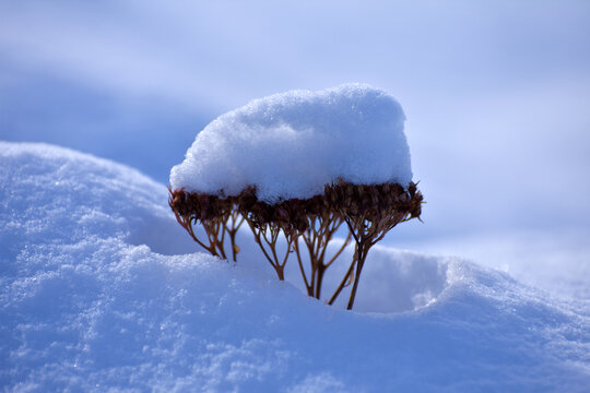 雪地