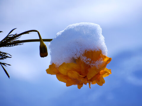 雪花