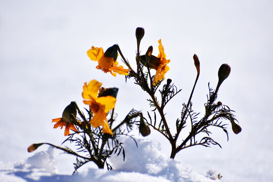 雪中花