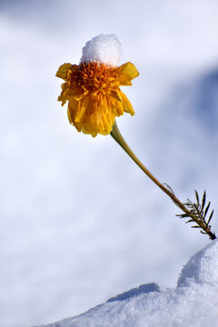 雪中花