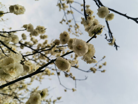 盛开的白梅花