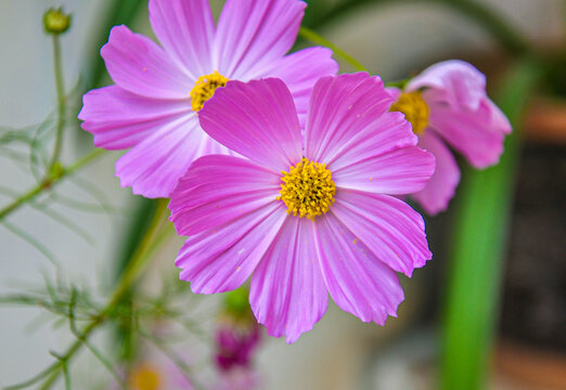 格桑花