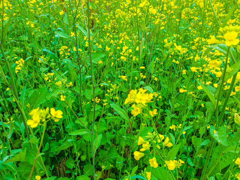 油菜花