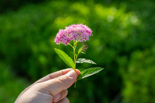 粉花绣线菊