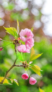 日本晚樱樱花