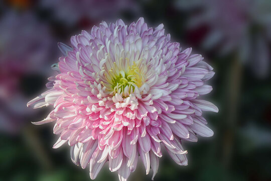 粉白色菊花