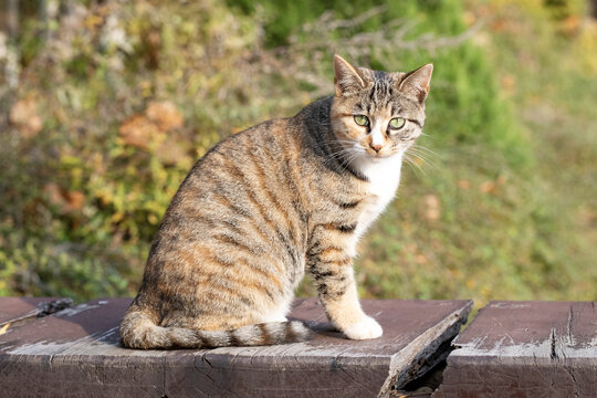 小野猫图片