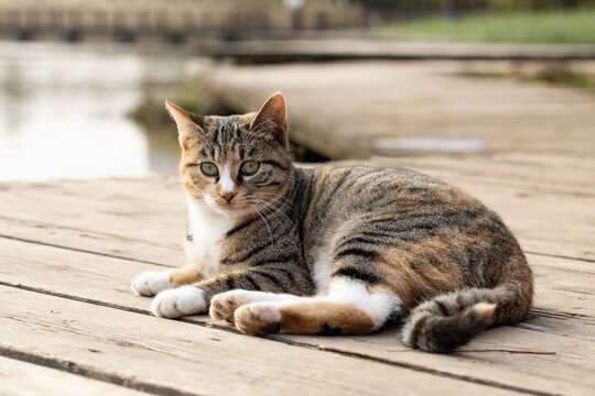 野猫花猫