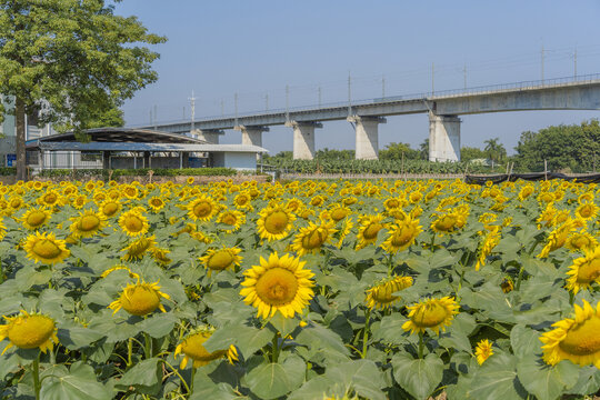 向日葵花海