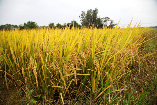 水稻水稻苗