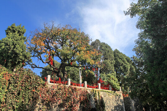 烟台山风光