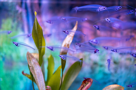 水族馆观赏鱼