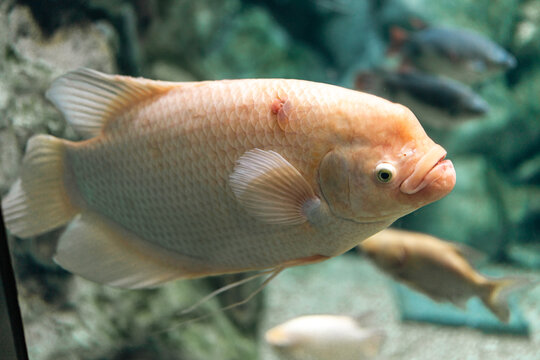 水族馆观赏鱼