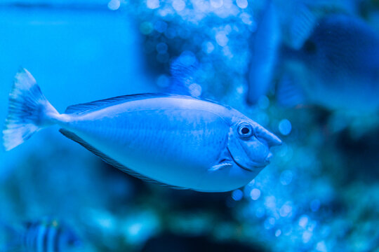 水族馆观赏鱼