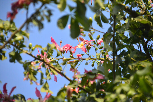 异木棉花