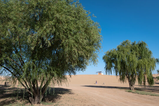 沙漠杨柳