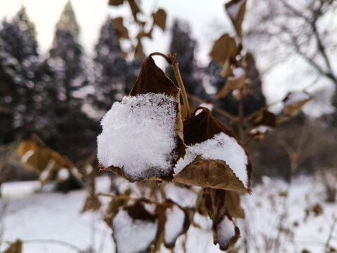 枯叶雪叶雪景冬天